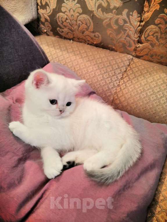 Кошки в Москве: Котята Британской серебристой Шиншиллы Мальчик, Бесплатно - фото 7