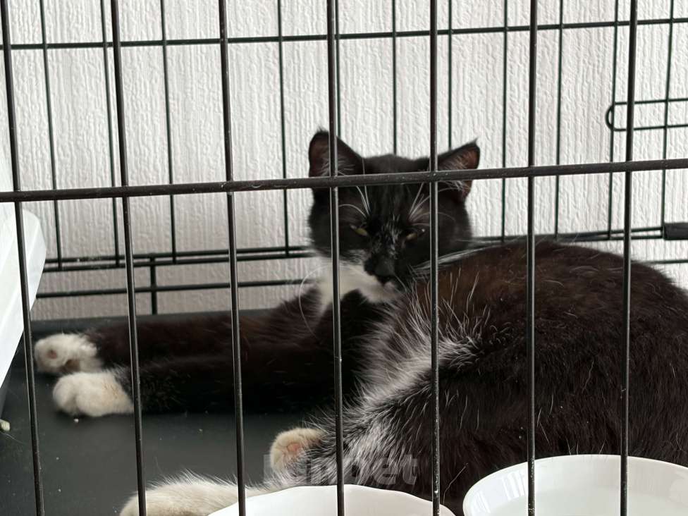 Кошки в Санкт-Петербурге: Подросток из приюта в добрые руки Девочка, Бесплатно - фото 3