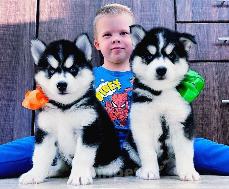 Собаки в Дубне: Хаски Щенки Разных окрасов Разнополые, Бесплатно - фото 1