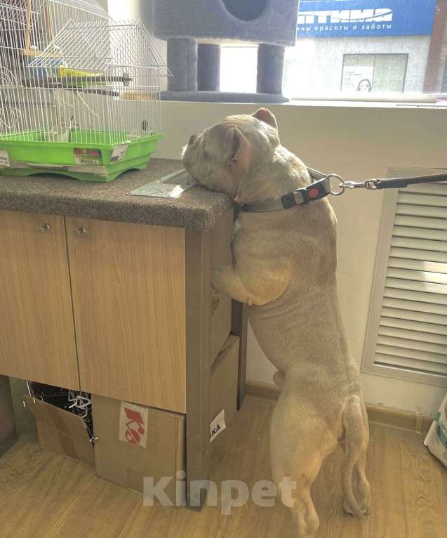 Собаки в Ижевске: АМЕРИКАНСКИЙ БУЛЛИ КОБЕЛЬ ВЯЗКА  Мальчик, 60 000 руб. - фото 3