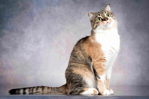 Объявление: Нежная ласковая кошечка Лёля в добрые руки, Бесплатно, Москва