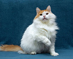 Кошки в Москве: Шикарный рыже-белый котеич  Мальчик, 1 руб. - фото 3