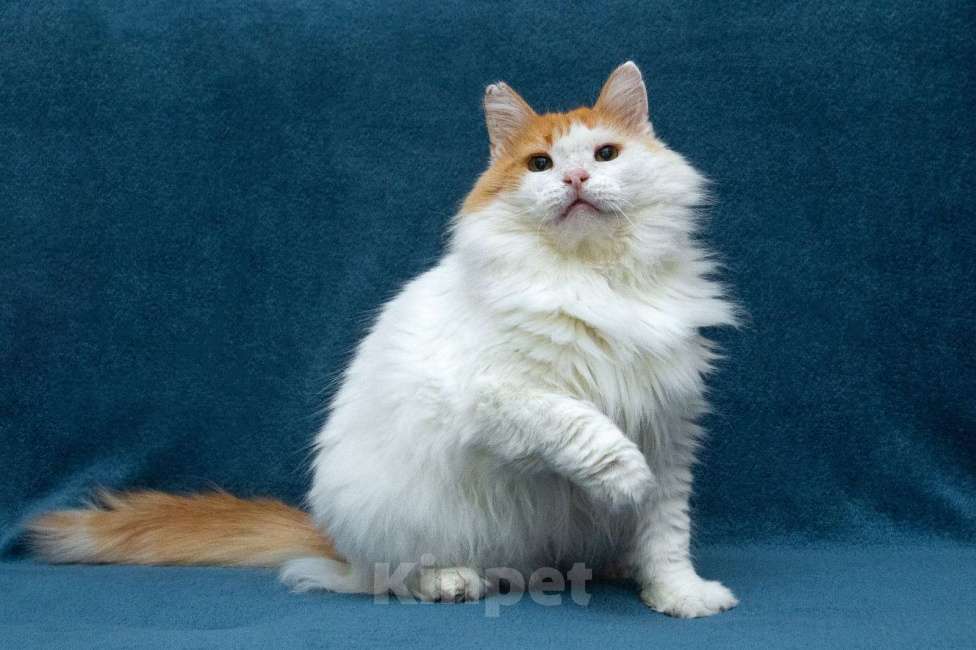 Кошки в Москве: Шикарный рыже-белый котеич  Мальчик, 1 руб. - фото 3