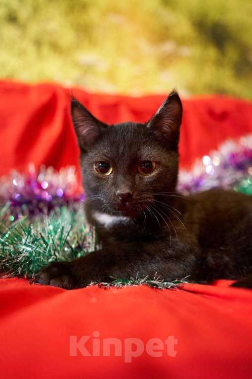 Кошки в Москве: Самый робкий котенок ищет дом Мальчик, Бесплатно - фото 2