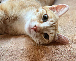 Кошки в Москве: Котенок , кошечка Девочка, 100 руб. - фото 1