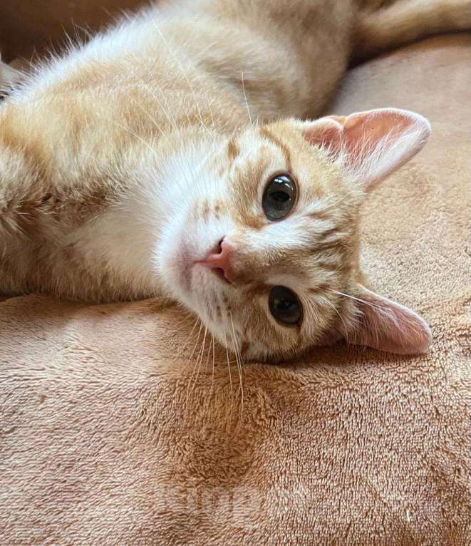 Кошки в Москве: Котенок , кошечка Девочка, 100 руб. - фото 1