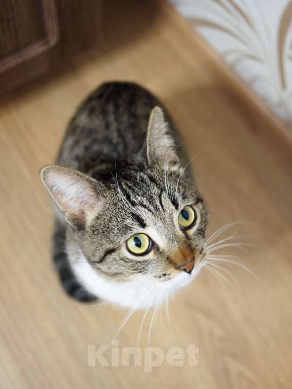 Кошки в Москве: Урчик ищет дом Мальчик, Бесплатно - фото 2