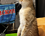 Кошки в Воронеже: Отдам в добрые руки Девочка, Бесплатно - фото 2
