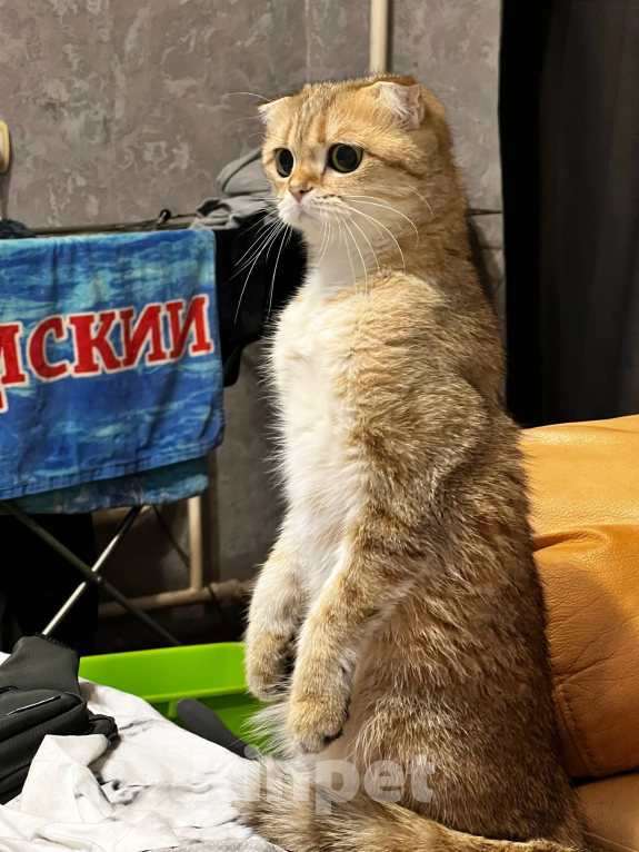 Кошки в Воронеже: Отдам в добрые руки Девочка, Бесплатно - фото 2