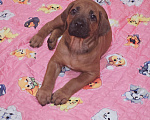 Собаки в Киржаче: Щенки родезийского риджбека Мальчик, Бесплатно - фото 3