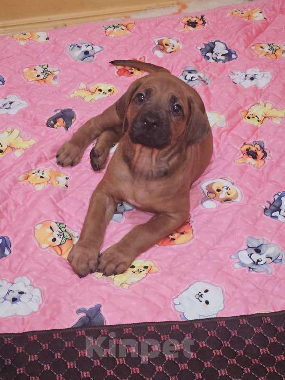 Собаки в Киржаче: Щенки родезийского риджбека Мальчик, Бесплатно - фото 3