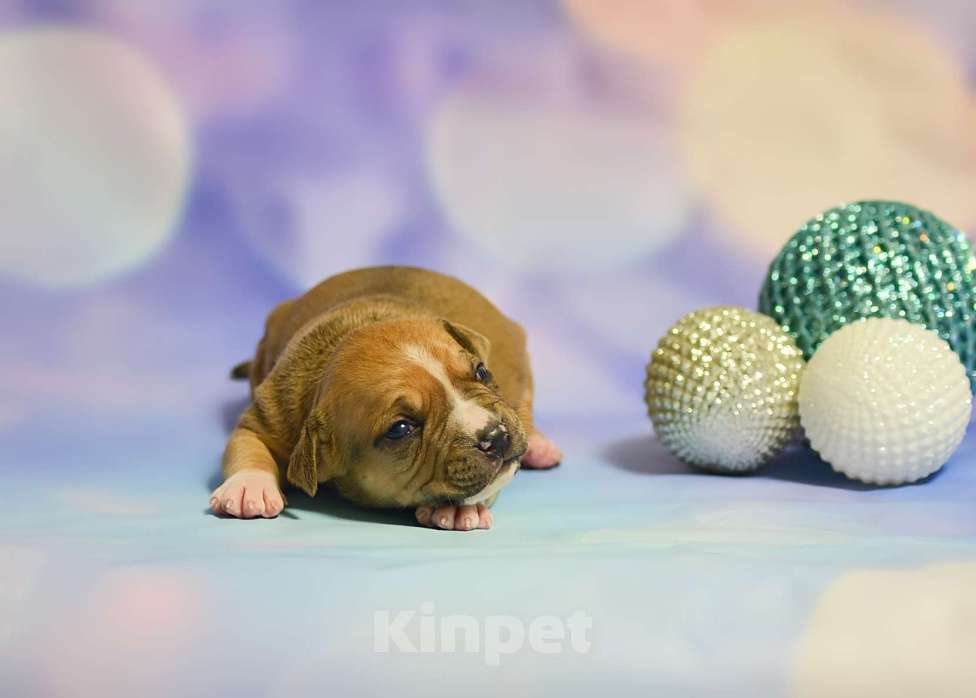 Собаки в Люберцах: Солнечный мальчик Мальчик, 60 000 руб. - фото 3