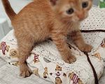 Кошки в Москве: Котенок в добрые руки Мальчик, Бесплатно - фото 9