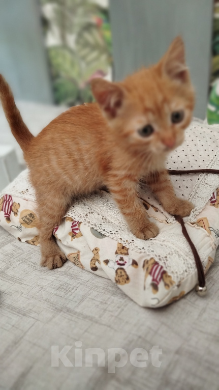 Кошки в Москве: Котенок в добрые руки Мальчик, Бесплатно - фото 9