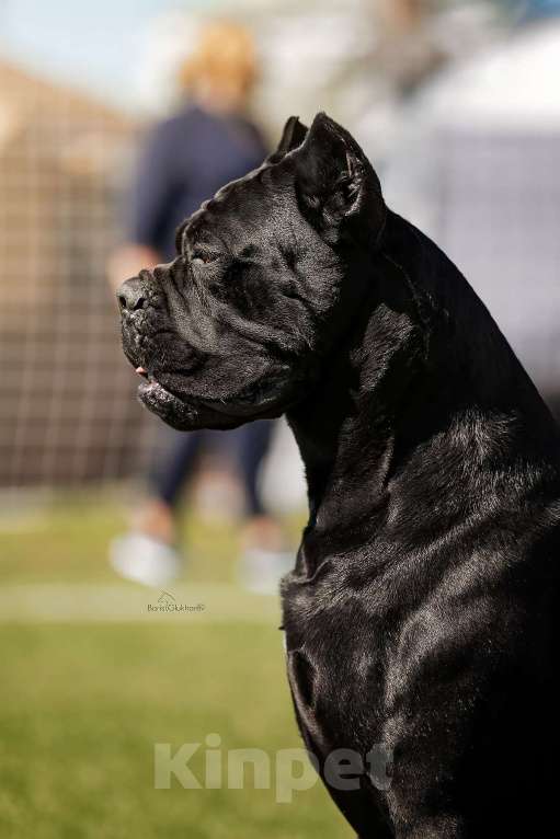 Собаки в Москве: Кобель Кане Корсо для вязки Мальчик, Бесплатно - фото 4
