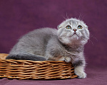 Кошки в Барнауле: Котик Юпитер💎 Мальчик, Бесплатно - фото 6