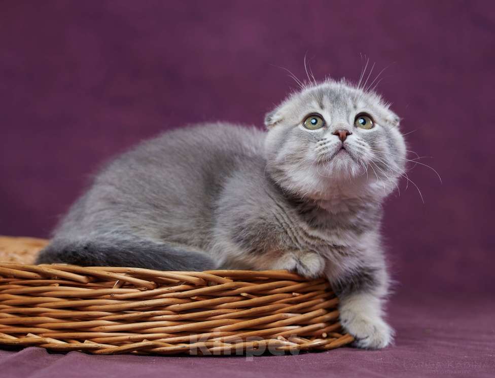Кошки в Барнауле: Котик Юпитер💎 Мальчик, Бесплатно - фото 6