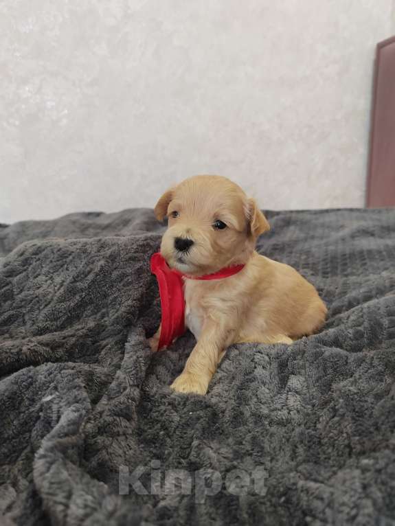 Собаки в Энгельс-19: Малыши мальтипу f1 Мальчик, 120 000 руб. - фото 2