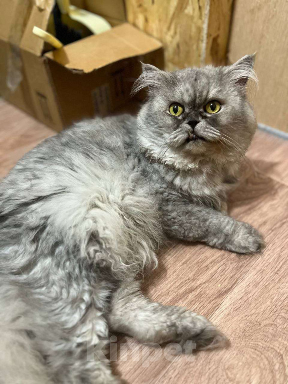 Кошки в Москве: Выброшенный котик Буржик мечтает о доме Мальчик, Бесплатно - фото 5