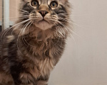 Кошки в Ярославле: Котик мейн кун Мальчик, Бесплатно - фото 1