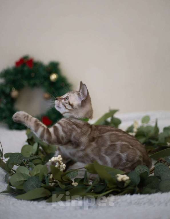 Кошки в Нижнекамске: Арчи Мальчик, 60 000 руб. - фото 2