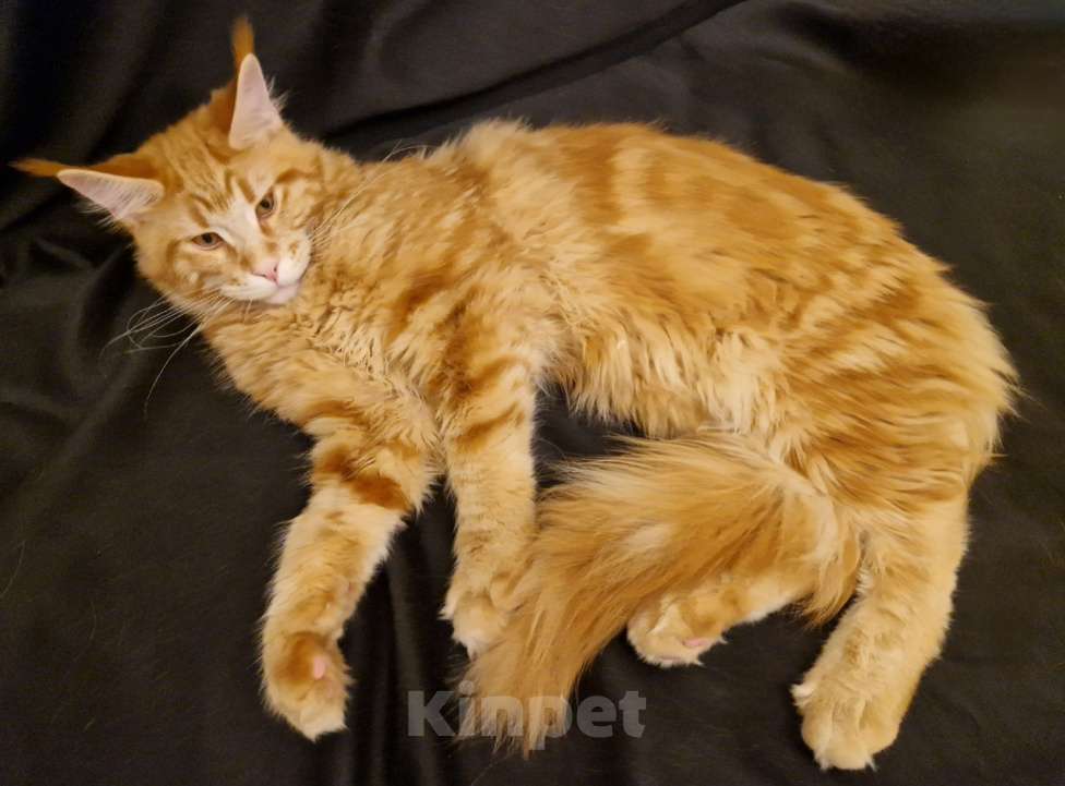 Кошки в Москве: Пресненские котята породы мейн-кун. Арт Мальчик, 55 000 руб. - фото 3