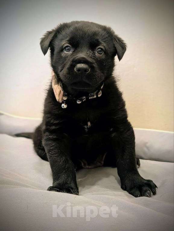 Собаки в Санкт-Петербурге: Щенята ищут свои любящие семьи! Мальчик, Бесплатно - фото 5