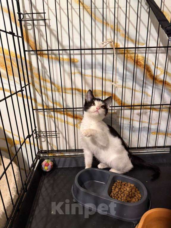 Кошки в Москве: котенок Сирена ищет дом Девочка, Бесплатно - фото 9