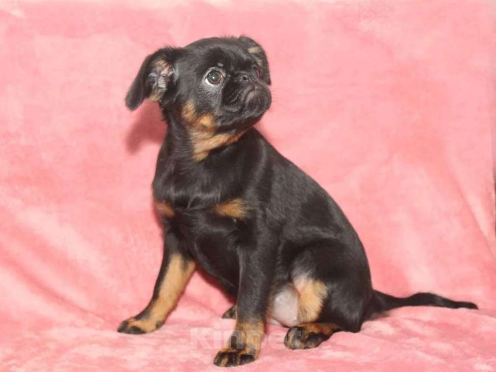 Собаки в Санкт-Петербурге: Красотка Девочка, 80 000 руб. - фото 10