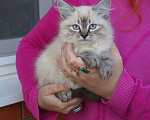 Кошки в Краснодаре: Котята Невская маскарадная color point blue пушистый кот Мальчик, 26 000 руб. - фото 1