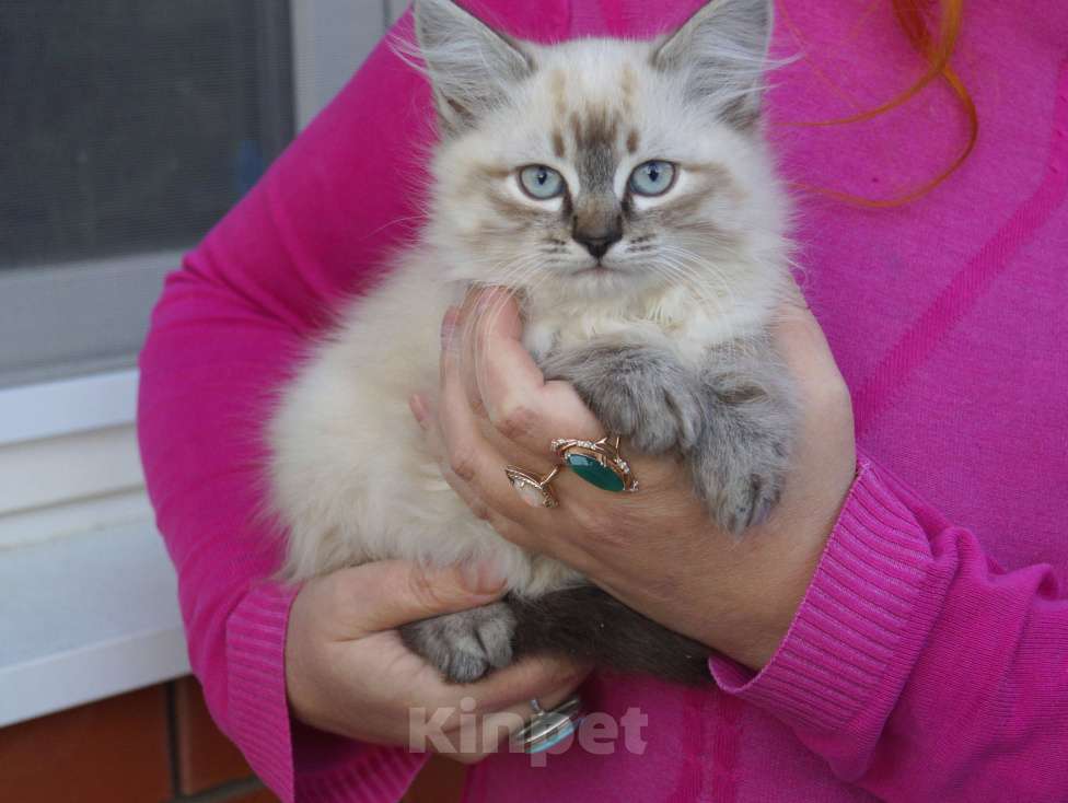 Кошки в Краснодаре: Котята Невская маскарадная color point blue пушистый кот Мальчик, 26 000 руб. - фото 1