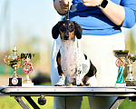 Собаки в других городах Московской области: 🐾 Добрый день☀️ 🏆 Профессиональный питомник «Magical Shine» предлагает щенков таксы миниатюрной па Девочка, 130 000 руб. - фото 1