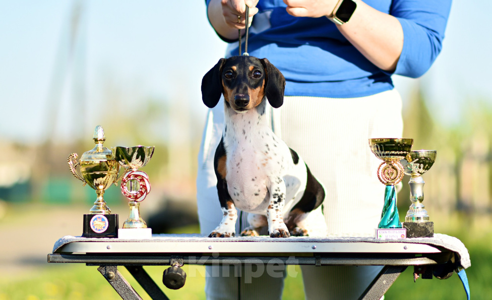 Собаки в других городах Московской области: 🐾 Добрый день☀️ 🏆 Профессиональный питомник «Magical Shine» предлагает щенков таксы миниатюрной па Девочка, 130 000 руб. - фото 1