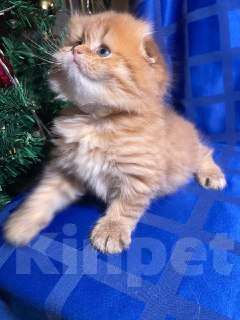 Кошки в Екатеринбурге: Шотландский вислоухий котенок Мальчик, 25 000 руб. - фото 4