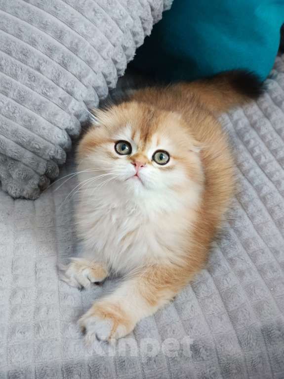 Кошки в Москве: Хайленд фолд Мальчик, 70 000 руб. - фото 1