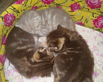 Кошки в Чебоксарах: Вязка британец, 500 руб. - фото 5