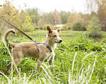 Собаки в Домодедово: Все еще ищем дом чудеснейшему Клайду Мальчик, 1 руб. - фото 4