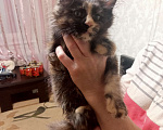 Кошки в Набережных Челнах: Очаровательная девочка Девочка, 25 000 руб. - фото 1