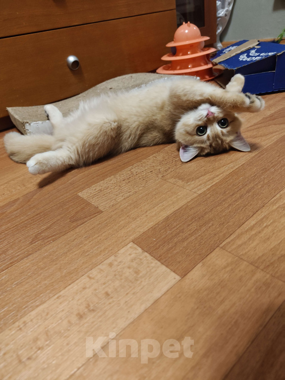 Кошки в Москве: Шотландская золотая шиншилла Девочка, 32 000 руб. - фото 3