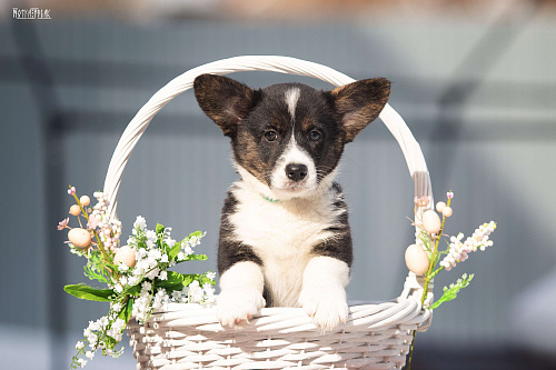 Девочка корги