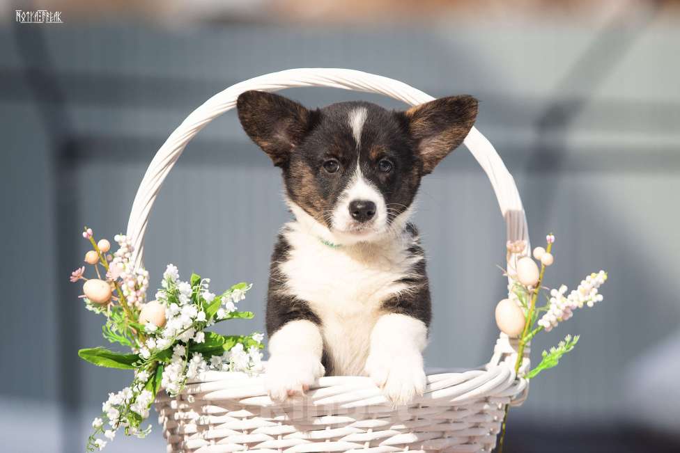 Собаки в Москве: Девочка корги Девочка, Бесплатно - фото 1