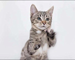 Кошки в Одинцово: Котята Том и Джерри в добрые руки в дар Мальчик, 1 руб. - фото 1