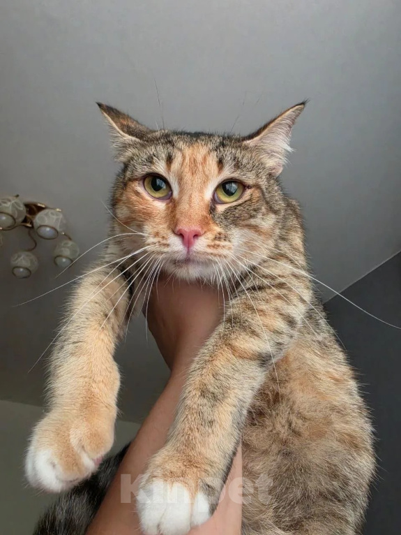 Кошки в Москве: Кошечка в любящие руки Девочка, Бесплатно - фото 3