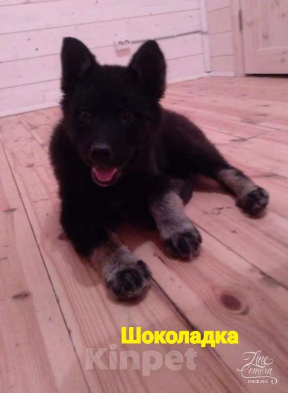 Собаки в Котельнике: Щенки овчарята оригинальных окрасов в добрые руки Девочка, Бесплатно - фото 6