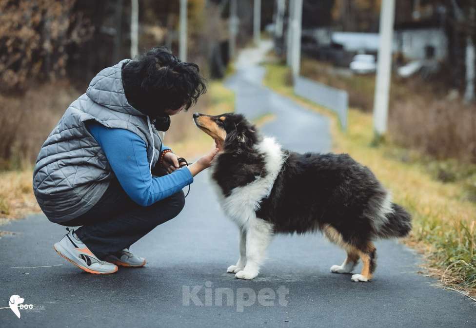 Собаки в других городах Свердловской области: Колли Магия Жизни Девочка, 80 000 руб. - фото 3