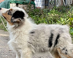Собаки в Санкт-Петербурге: Аусси щенки купить Мальчик, 90 000 руб. - фото 2