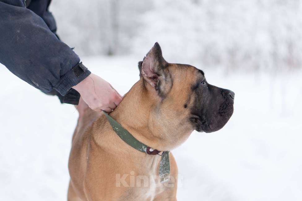 Собаки в Волоколамске: Щенок Кане Корсо Девочка, 60 000 руб. - фото 3