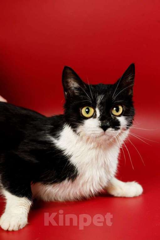 Кошки в Москве: Бетти, кошачий супергерой Девочка, Бесплатно - фото 4