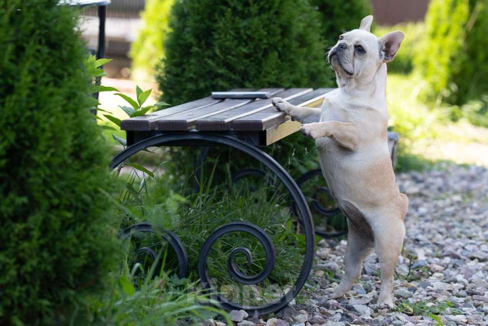 Собаки в других городах Московской области: Лора бесподобная девочка Девочка, 150 000 руб. - фото 9