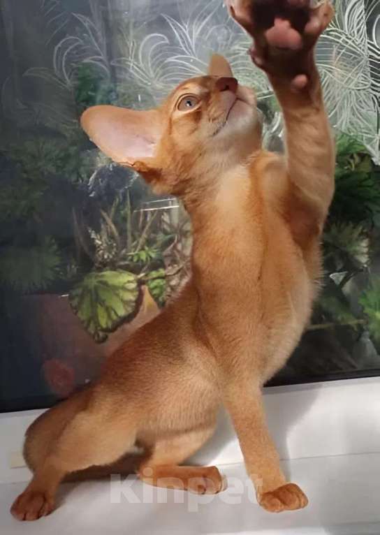 Кошки в Нижнем Новгороде: Абиссинская принцесса Девочка, Бесплатно - фото 5